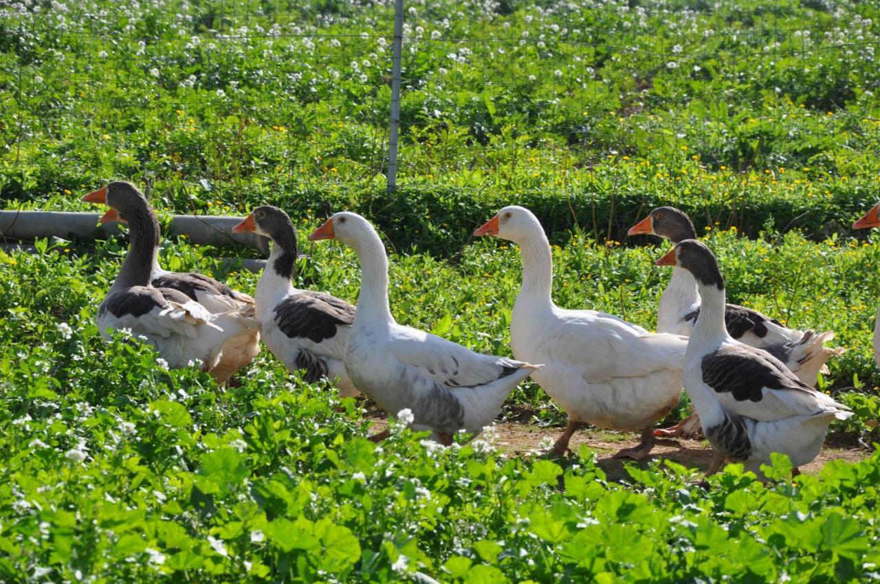 Duca Di Castelmonte Villa Trapani Dış mekan fotoğraf